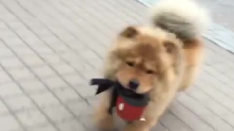 Chow Chow decides to take himself for a walk