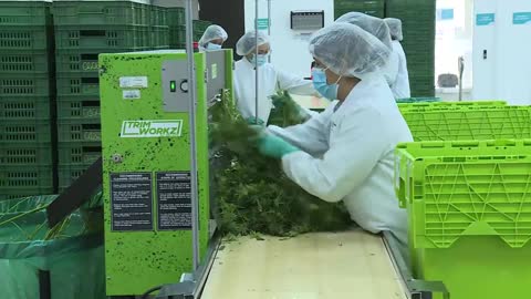 Presidente Duque firma decreto que reglamenta la exportación de la flor seca de cannabis