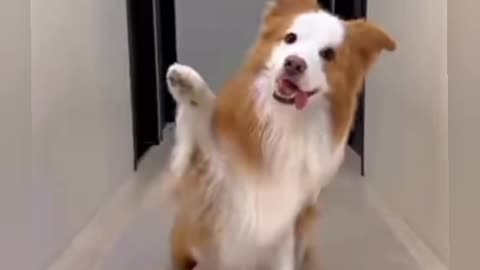 Funny dog