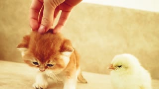 Kittens walk with a tiny chicken || Cute Kitten Playing with Small Chicken