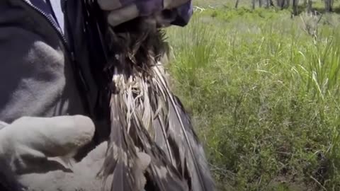 Starving Eagle Rescued from Well | The Dodo