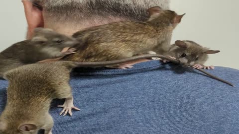 Rat Siblings Get Rowdy on Owner's Shoulder