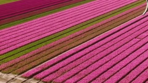 Kitesurfing Along Endless Tulips Fields In The NeNetherlands 😎👍