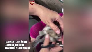 Gatita fue rescatada luego que le cosieron los ojos, las rejas y la nariz para que muera lentamente