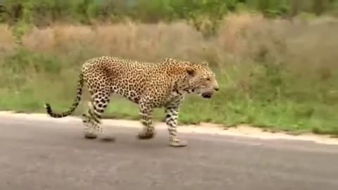 leopard fails against monitor lizard