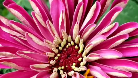 Half and full Bloomed pink Zinnia Flower