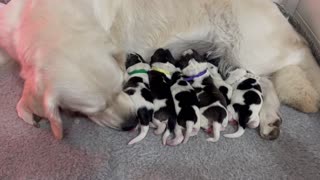 Co-Parenting Mama Dogs Help Raise 12 Pyrenean Pups