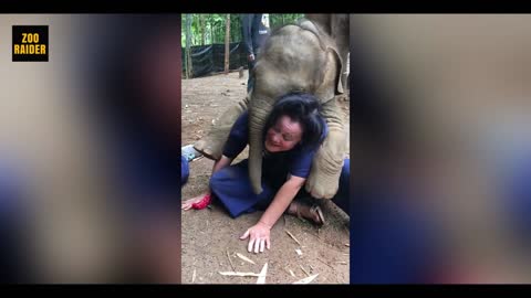 ADORABLE YOUNG ELEPHANT LOVES PLAYING GAMES WITH THIS PERSON