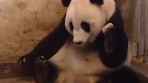 #funnyanimalsvideo #babypandas #pandafunnyvideo