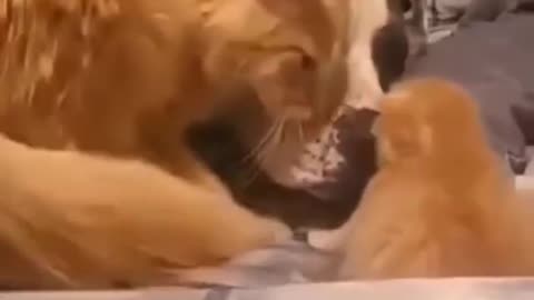 dog and cat expressing love