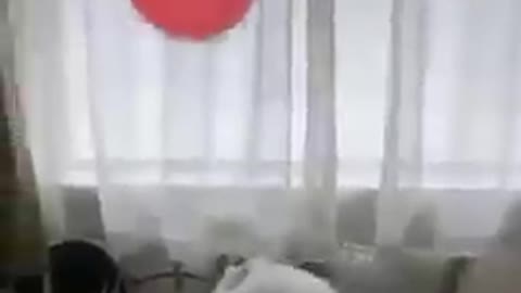 Petit chien avec du ballon.