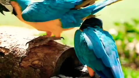 Macaw Bird