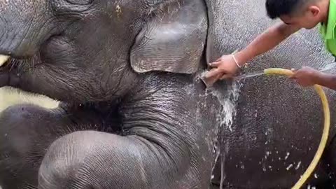 Baby elephant who loves taking a bath