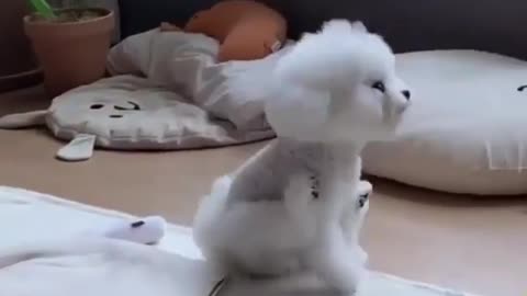 Cute doggy dance dog