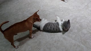 Dog Attempts to Sit on Cat Friend