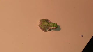 Green Frog