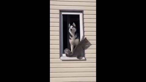 Paws Down Hilarious! Cat and Dog Fails Compilation 2024
