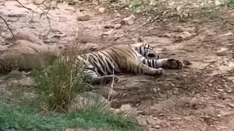 Tiger killed dog at zone 2