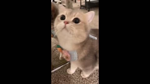 Meow meow, Funny cat ,cuteness overload
