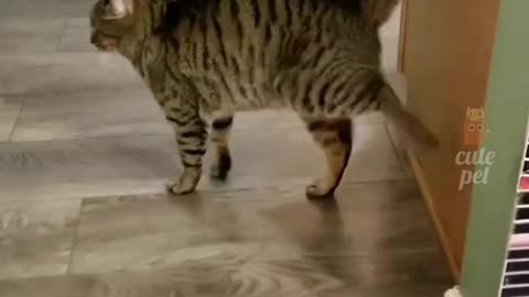 cute cats ' music ' Dance