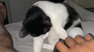 Cats LOVE massages.