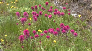 July - Wildflowers Along the Road to Sunrise Mount Rainier