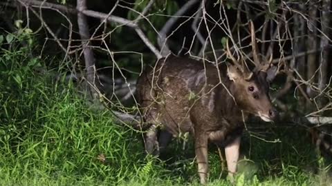 Photographer spotsSambar Deers at CentrallCatchment area