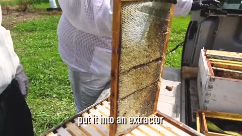 Day in the Life of a Beekeeper