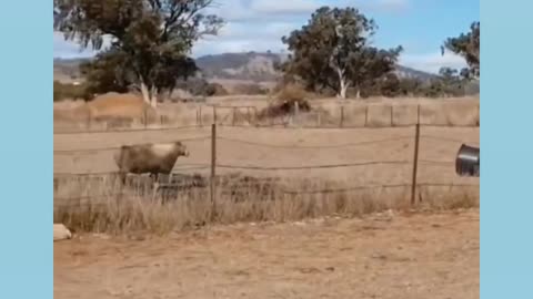 Bucket:1 Sheep:0 Funny videos