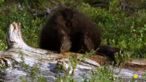 A Female Bear Tries to Fend off an Aggressive Male Bear 🐻 Carpathian Predators | Smithsonian Channel
