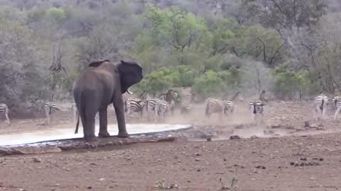 Beginilah Akibatnya Jika Gajah Marah! Inilah