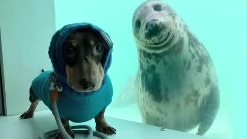 Funny Animal video : try not to laugh