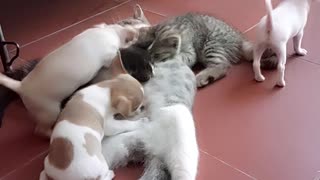 Mother Cat Takes Care of Kittens and Puppies