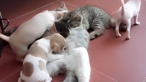 Mother Cat Takes Care of Kittens and Puppies