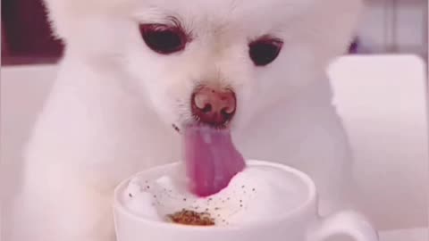 Dog Drinking Coffee ☕😋♥