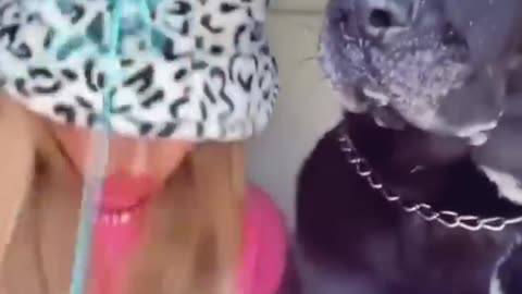 Dog and cat funny video