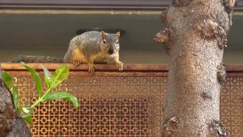 Squirrel garden buddy