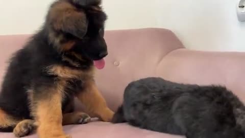German Shepherd Puppy Meets Rabbit for the First Time