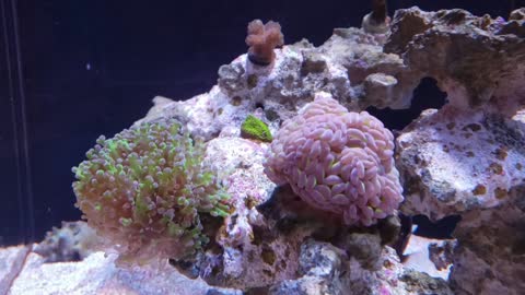 90 Gallon Reef - 10 Months
