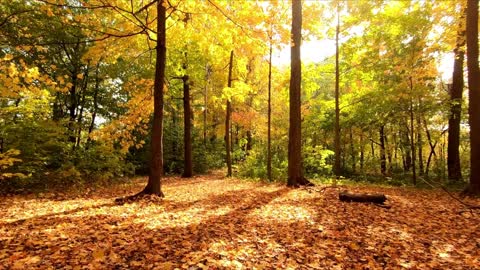 Nature View| Enchanting Autumn, Nature Scenes