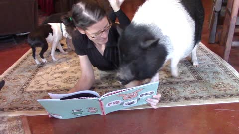 Pets patiently gather around owner for story time