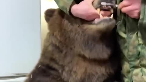 Brave Man Brushes Bears Pearly Whites! 🐻🪥