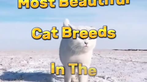 Top 10 Most Beautiful Cat Breeds In The World 😍 | #shorts #beautiful #cat