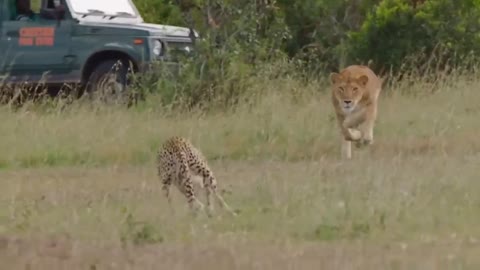 Touching Story ! Lion Becomes Gentle To Adopt Cheetah's Cubs - Cheetah Vs ,Oryx-5