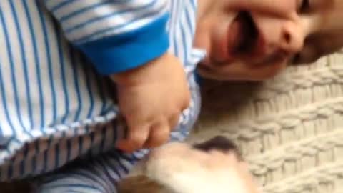 Pit Bull smothers baby with kisses