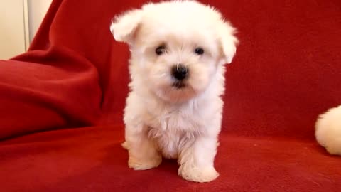 PUI DE BICHON MALTESE 0725758099