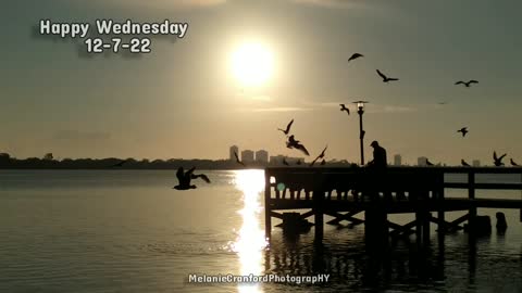 Seagulls Being Fed From The Pier * Morning Moment