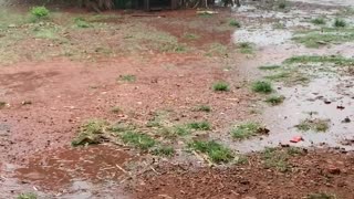 Mama Dog Saves Her Puppies From Storm