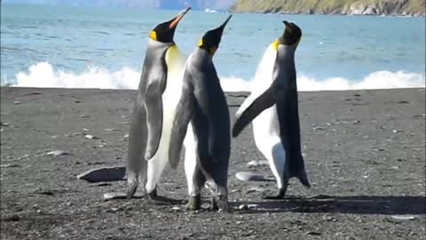 Funny Penguin fight
