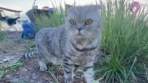 Funny animal video. Cute cat #Rumble